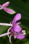 Fireweed